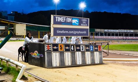 greyhound forecast calculator|Check out this ultimate guide to Greyhound Racing Betting at Timeform.